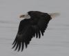 Picture of bald Eagle caught in mid-flight over a frozen lake.