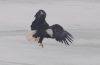 Large bald eagle swooping in for a landing on the frozen ice.