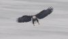 A bald eagle coming in for a landing on top of the ice.