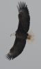 Bald Eagle soars majestically through the crisp winter air. 