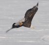 Large bald eagle soaring through the winter skies.