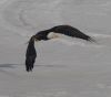 Big bald Eagle swooping in for a landing after spotting some freshly killed prey.