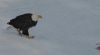 Eagle walking up to his supper