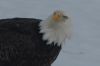 Bald eagle looking up from his meal.