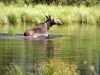While out riding on the ATV, I came upon this cow moose feeding in a creek.  She was just as curious as I was.  Wonder if I will see her during hunting season?