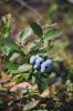 Close up of a wild blue berry bush. Delicious wild  blue berries grow all over the Patricia Region!