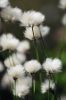 Tufts of cotton grass that grows locally during the summer months.