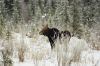 Photo of a cow moose, snapped while she was sauntering through a clearing in the forest.