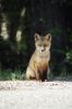 Picture taken of a crafty young fox sitting on the side of the road.