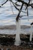 Interesting ice formation on one of the Patricia Regions many pine trees.