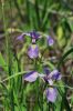 Photo snapped of some wild growing iris'