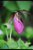 Wild blooming Lady's Slippers are a not-so-uncommon sight in the fields off Canada's Heartland