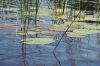 A patch of lilly pads, which could be hiding a trophy smallmouth bass or muskie.