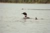 Mother loon out for a swim with her chick.