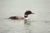 Loon and its young out for a morning swim