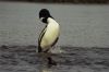 Mother loon surfacing after demonstrating to her chick how to dive after fish.