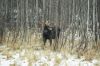 Bull moose checking to see if the coast is clear before emerging from the forest