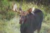 bull moose noticing the camera after having a drink from the lake.