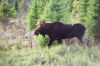 Bull moose heading back into the deep forest.