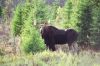 bull moose taking a moment to survey a clearing.