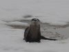 Otter inspecting the photographer.