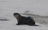 Otter giving himself a good scratch