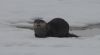 Otter sticking his tongue out at the photographer.