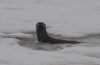 Otter poking his head up through a hole in the ice.