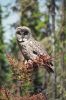 Mature owl perched on an old pine tree