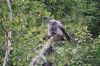 Owl swooping in for a landing deep in the Patricia Region wilderness.