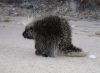 Porcupine displaying his quills on a beach, near Wabaskang Lake.