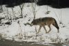 A solitary wolf on the prowl for his next meal