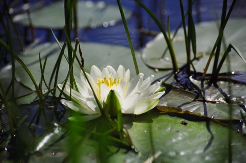 water lilies in bloom