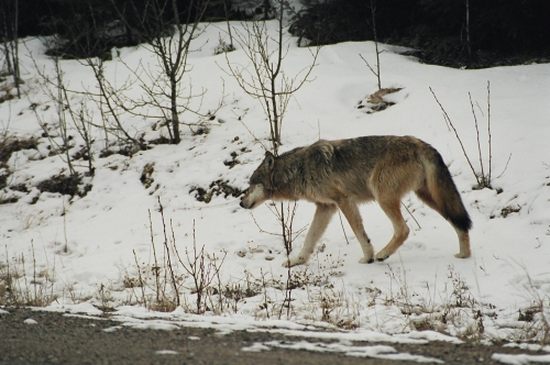 A solitary wolf on the prowl for his next meal
