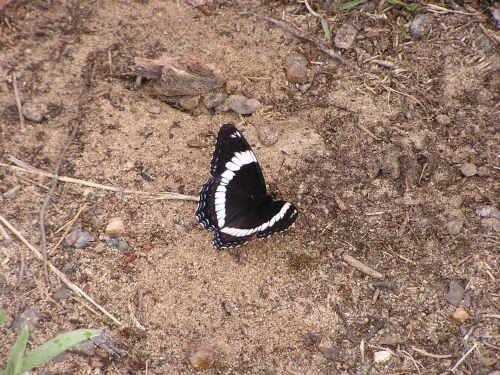 One of the beautiful and colourful butterflies you can find in our area.  Be sure to look for some when you are out hiking.