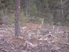 While out for a drive, this doe stepped out of the treeline and posed for us.  White tailed deer are seen throughout the Patricia Region.
