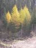 Don't the tamarack trees make a nice contract to the evergreens?
This looks like a great spot to find a moose or beaver.