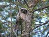This Owl watched from his perch as we picked blueberries.  Come view the wildlife for yourself on a vacation to Ontario, Canada.
