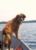What better way to spend a day fishing on the lake than with your best buddy along in the boat.