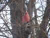 This Pine Grosbeak poses for a photo.  A common visitor in the winter months, they definitely add some colour to the scene!