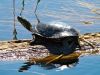 A painted turtle warms himself on a log.  Looks like he's enjoying a beautiful day in Canada's great outdoors.