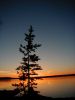 The silhouette of a lone pine shows up against the colours of a summer sunset over the lake.