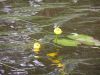 A common site in the area lakes are water lillies. This one added some colour to the lake when we were out fishing.