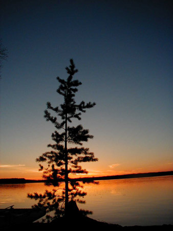 The silhouette of a lone pine shows up against the colours of a summer sunset over the lake.