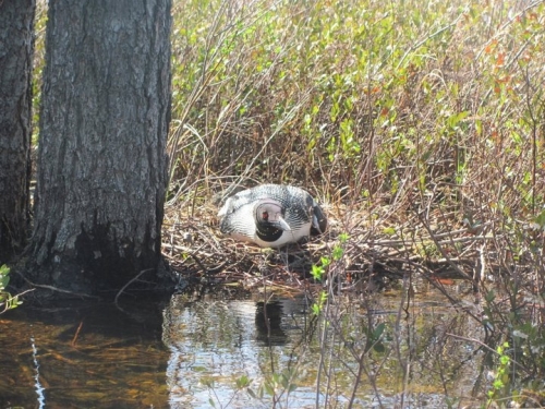 We snuck up to this loon on her nest.  She was definitely on her guard.