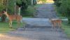 Had some visitors down the back alley.  