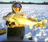 We were told that the photo doesn't do justice to the size of this huge walleye.  A young girl from Dryden proudly shows off her catch from Eagle Lake.