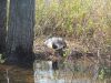 We snuck up to this loon on her nest.  She was definitely on her guard.