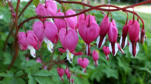 These pretty flowers are called