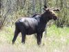 The size of moose never ceases to amaze me. This one was spotted on the side of the road on our way to Red Lake.
